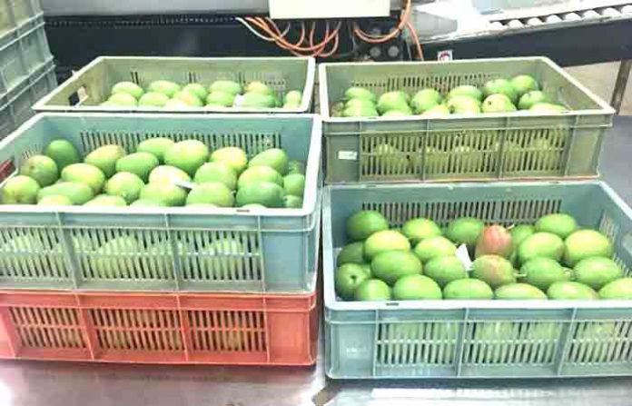 mango-ratanagiri