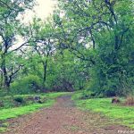 येऊरच्या जंगलात कुंपणच शेत खातेय, शिकारीसाठी फासकी लावणाऱ्यांकडे वनाधिकाऱ्यांचे दुर्लक्ष