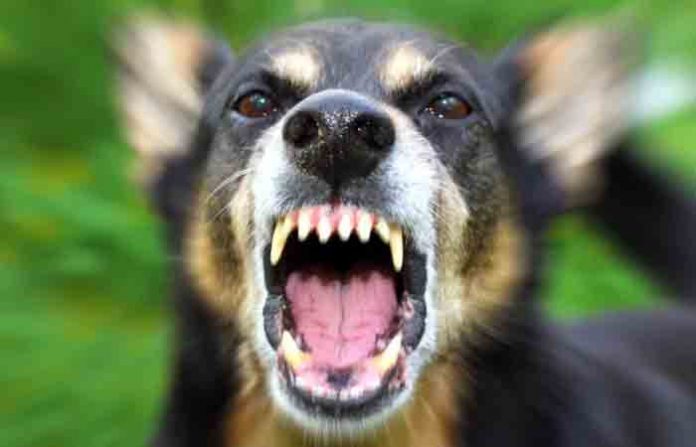 angry-dog