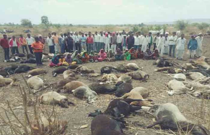 aur-sheep-death