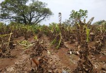मागचे वर्ष महापुरात बुडाले, यंदा पावसाने रडवले; कळंबमध्ये दुष्काळाने उद्ध्वस्त शेतकऱ्यांचा मदतीसाठी आक्रोश