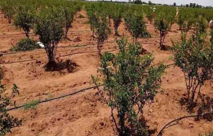 pomegranate-farming