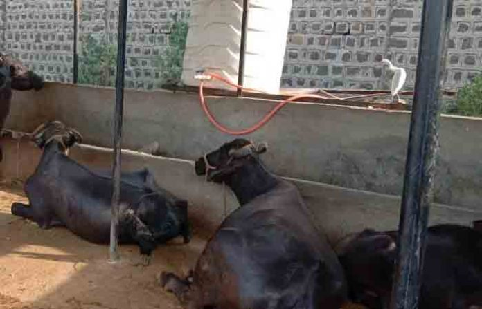 cattle-5