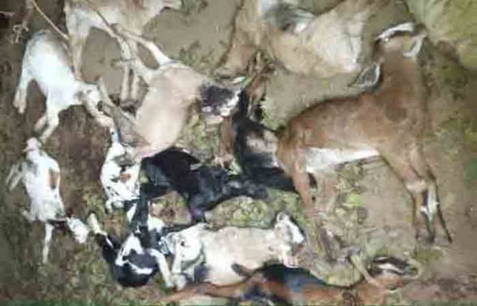 dead-goat