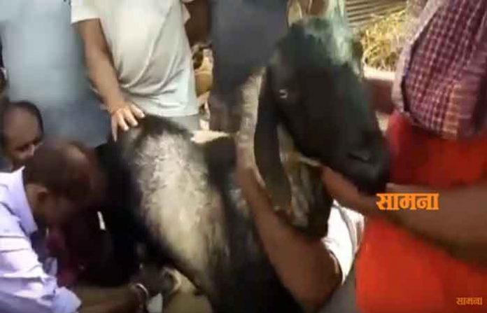 male-goat-milk