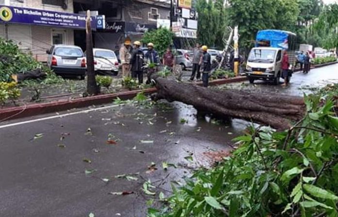 tree-fallen-in-goa