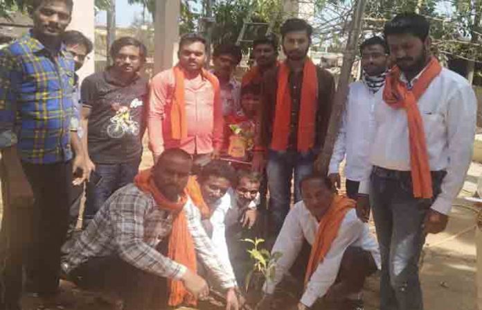 tree-plantation