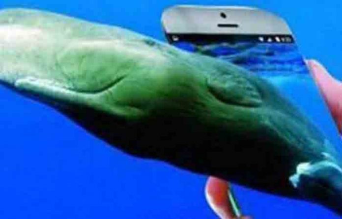 whale