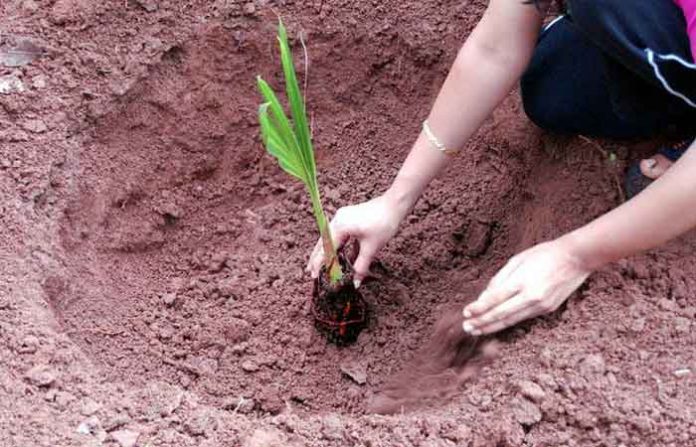 tree planting