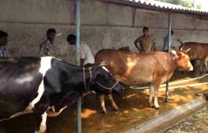 cattle-shade