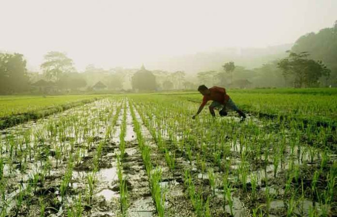 crop-agricultre