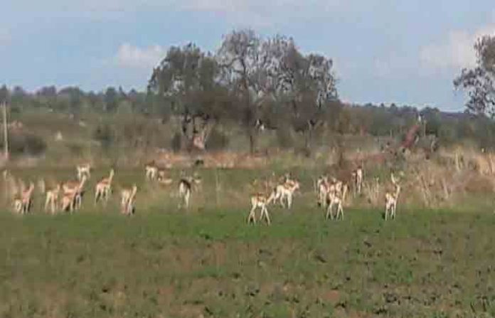 deer-in-latur