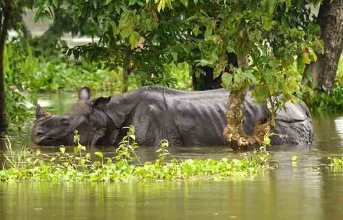 kaziranga