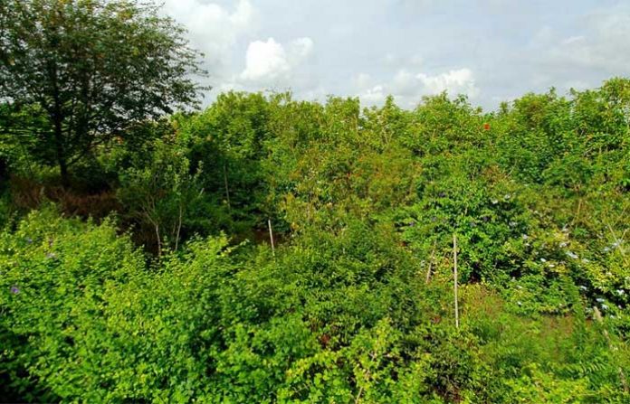 nature24-07-03
