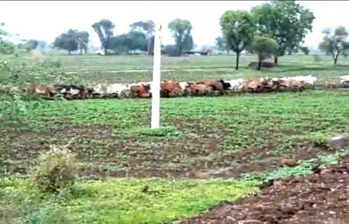 nil-cow