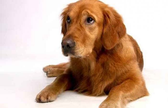 dog dog