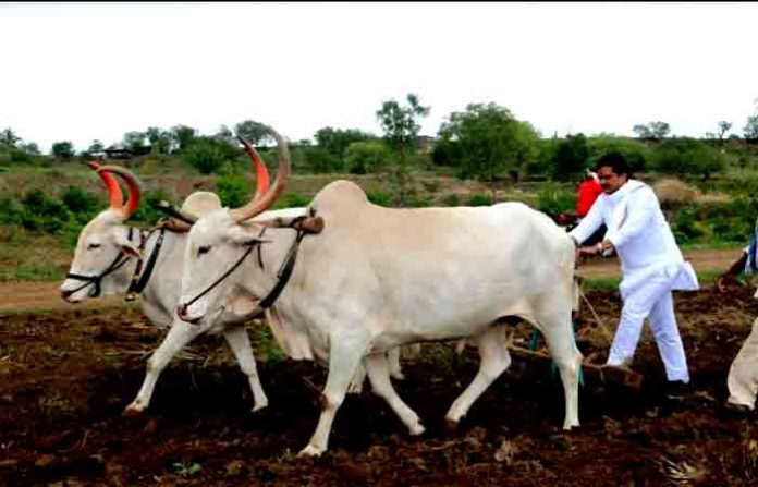 ram-shinde-cultivation