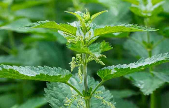 stinging-plant
