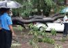 tree-collapse-on-car