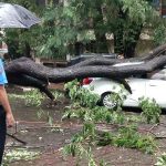 tree-collapse-on-car