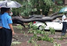 tree-collapse-on-car