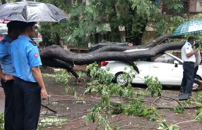 tree-collapse-on-car tree-collapse-on-car