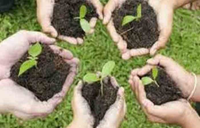tree-plantation-5