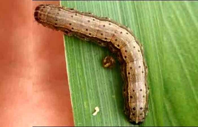 worm-crop