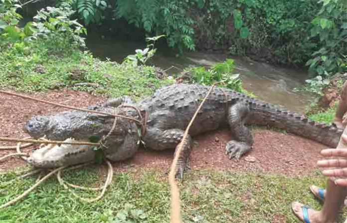 crocodiles1