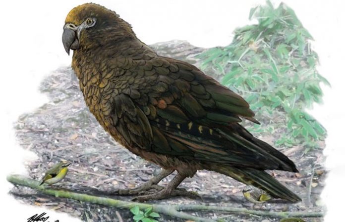 giant-parrot