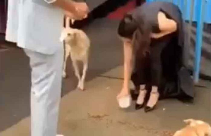 actress-love-street-dog actress-love-street-dog