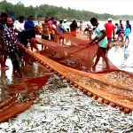 कोकणातून अमेरिकेत होणारी मत्स्य निर्यात 40 टक्क्यांनी घटली; निर्यातदार आणि अमेरिकेतील खरेदीदारांमध्ये वाद