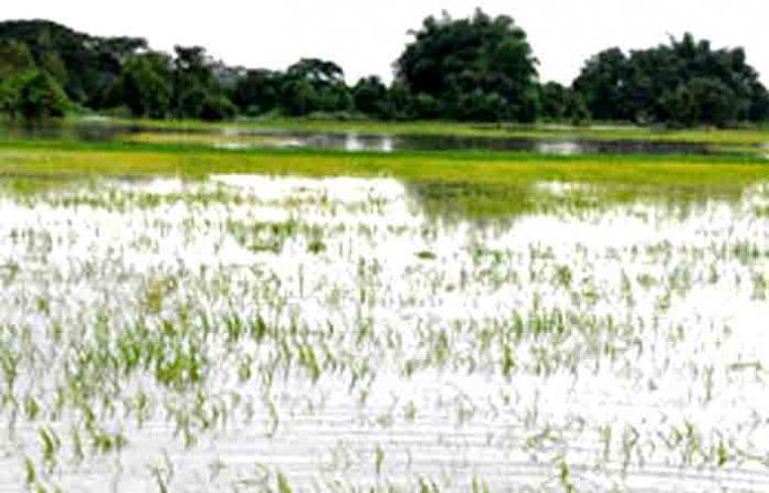 flood-field