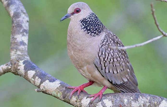 hola-bird