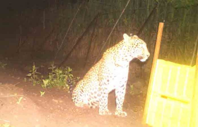 leopard-11