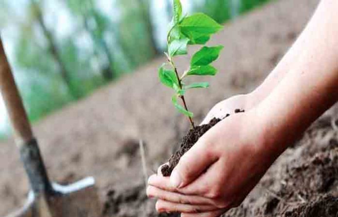 tree-plantation