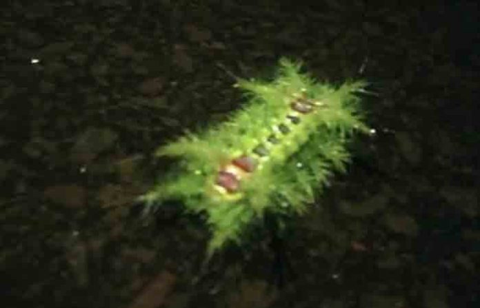 caterpillar