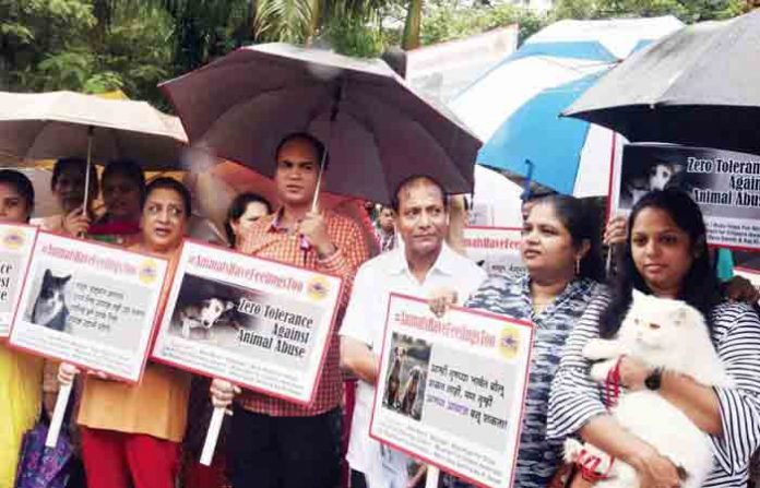 animal-act-agitation