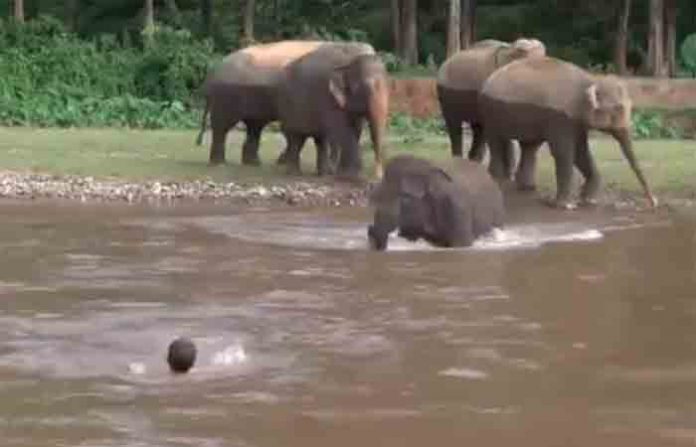baby-elephant-saviour