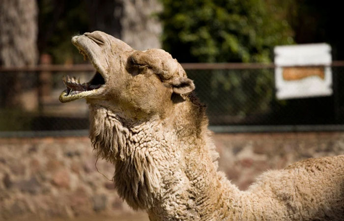 camel-in-pain