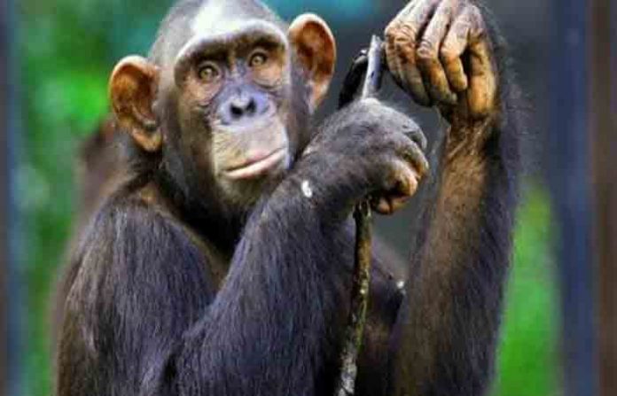 chimpanzees