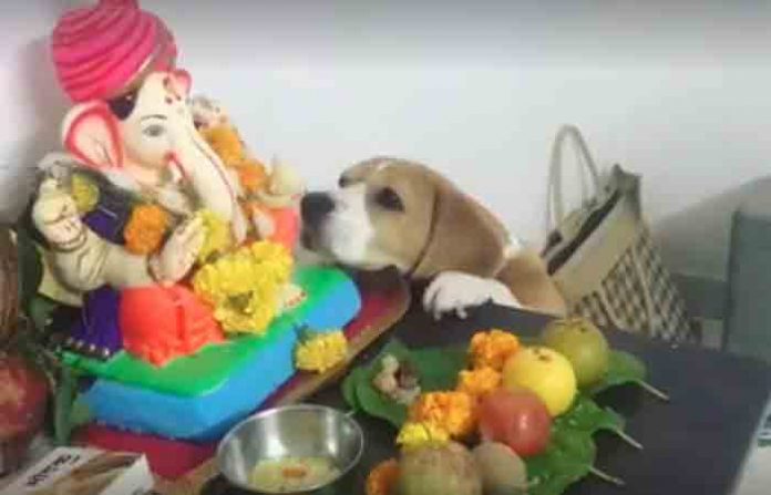 dog-stolen-modak
