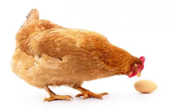 egg