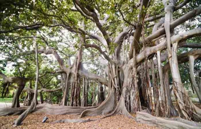 green-banyan-tree