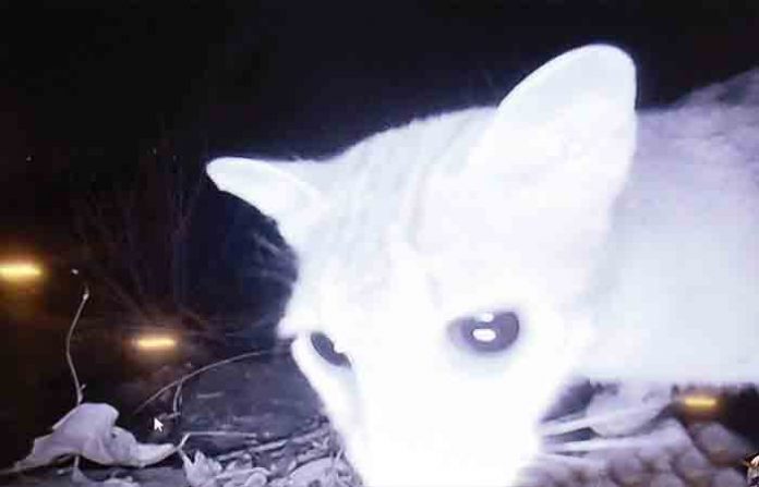 rare-cat