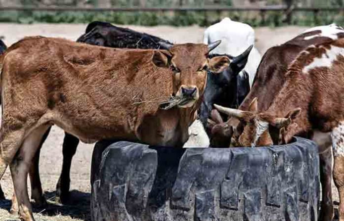 non-veg-cattle