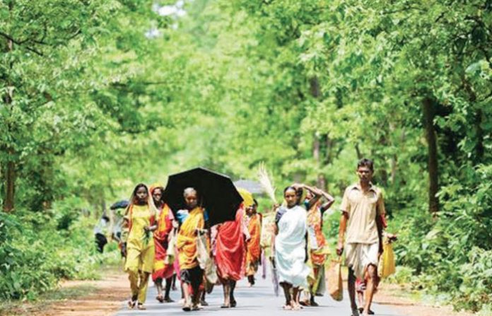 aarey-forest