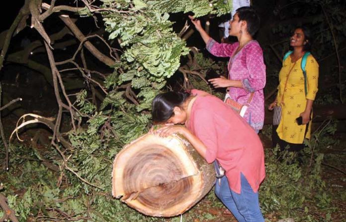 aarey-forest