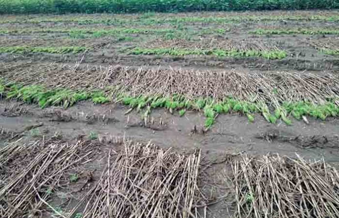 beed-crop-rain