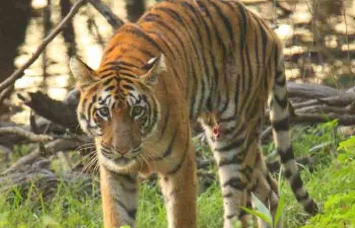 meera-tigress